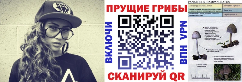Псилоцибиновые грибы прущие грибы  Сосновый Бор 